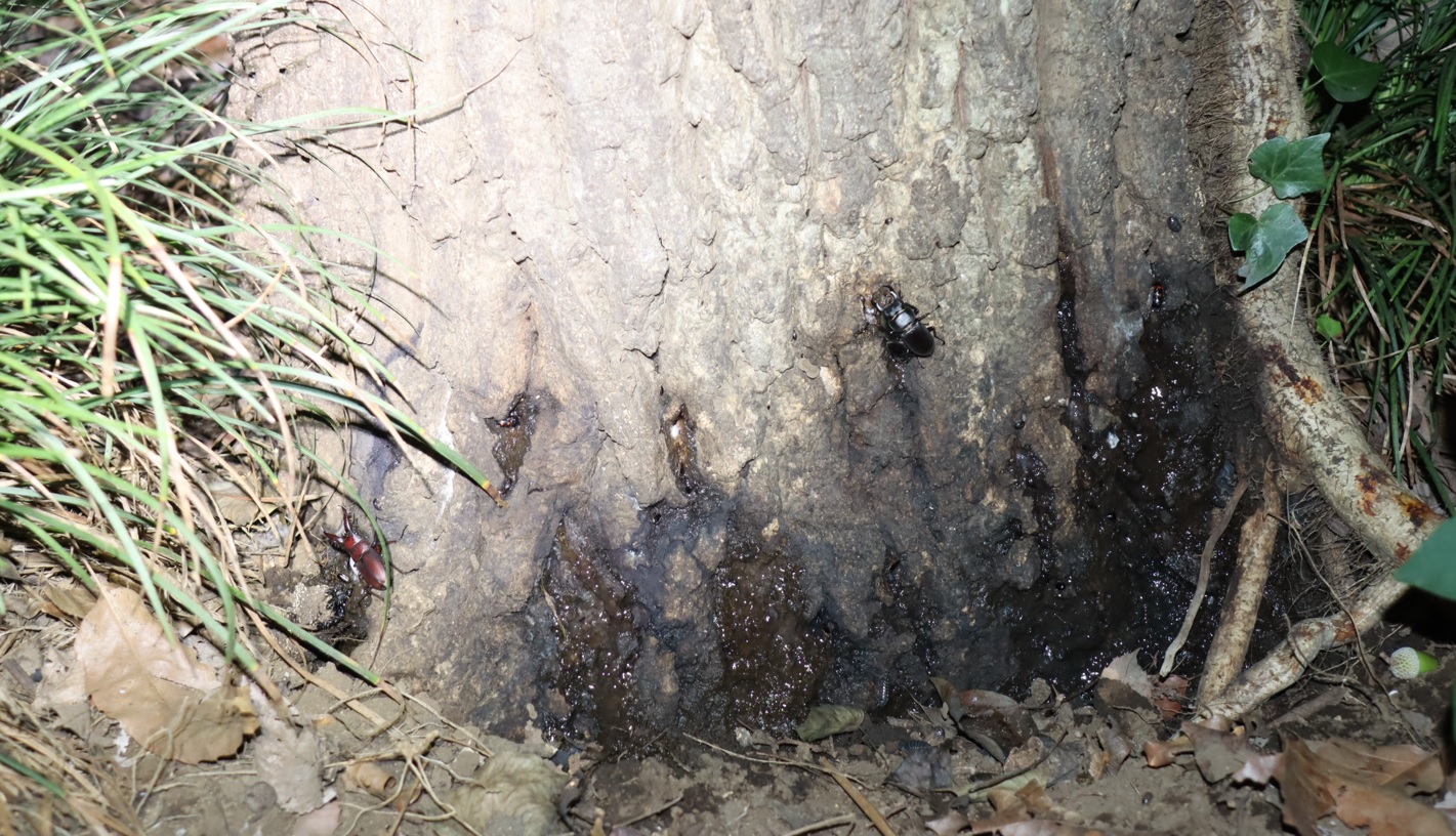 コクワガタ1♂、ノコギリクワガタ1♂_No.6のクヌギ_クワガタ達のオアシス_2023年8月28日19時10分 気温29.8度